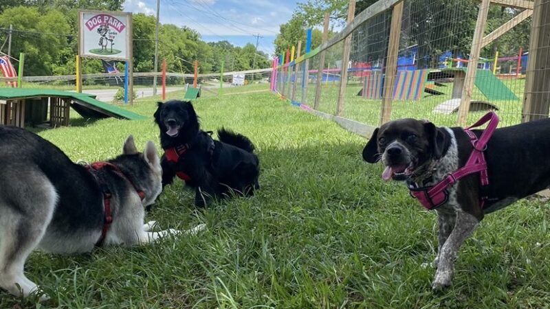 Blue's Dog Park - Nashville, TN
