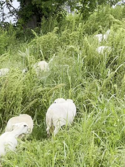Cumberland River Greenway - Ted Rhodes Trailhead - Nashville, TN