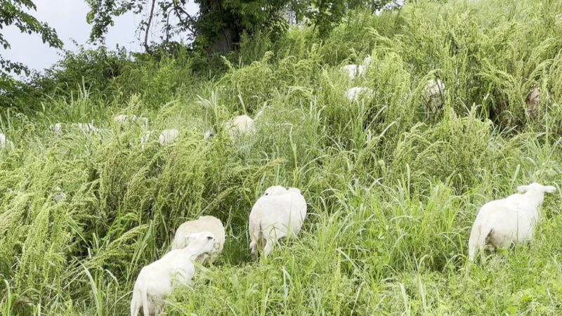 Cumberland River Greenway - Ted Rhodes Trailhead - Nashville, TN
