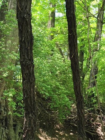 Ezell Road Park - Nashville, TN