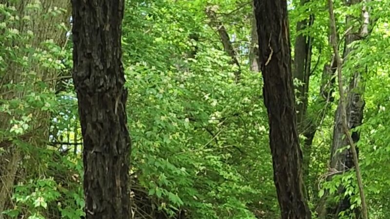 Ezell Road Park - Nashville, TN