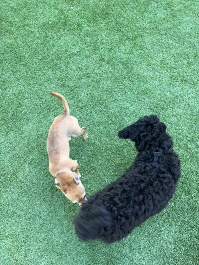 Frankie Pierce Park - Nashville, TN