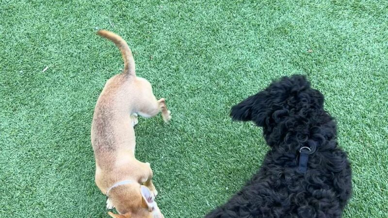 Frankie Pierce Park - Nashville, TN