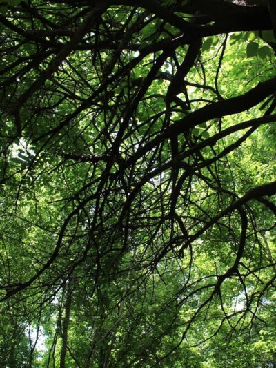 NES Trailhead - Nashville, TN