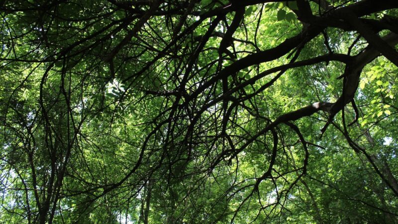 NES Trailhead - Nashville, TN