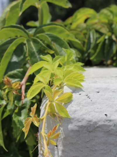 NES Trailhead - Nashville, TN