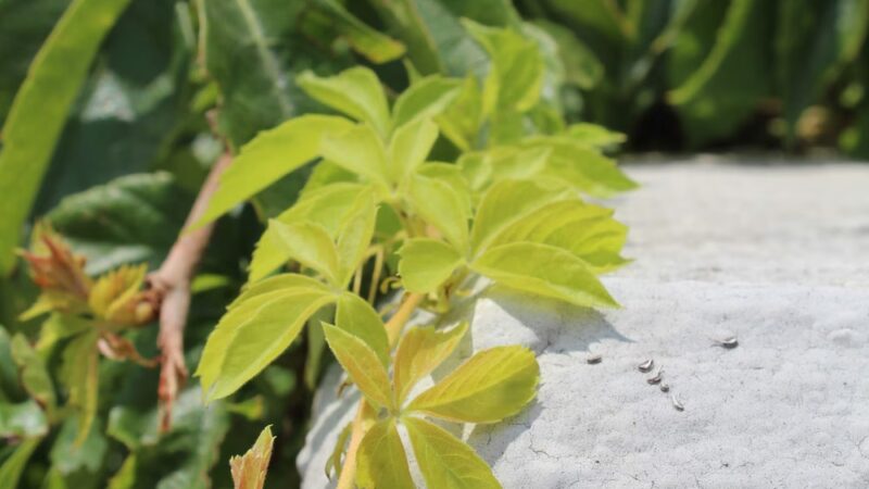 NES Trailhead - Nashville, TN