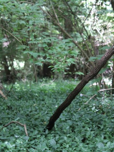 NES Trailhead - Nashville, TN