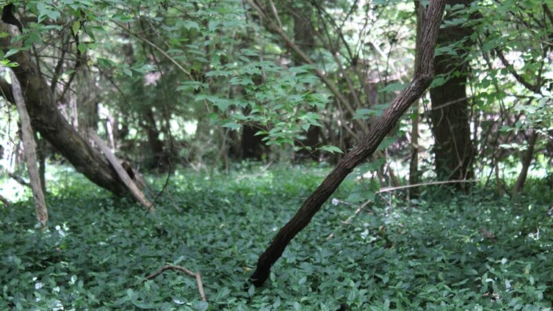 NES Trailhead - Nashville, TN