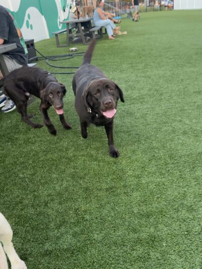 Urban Dog Bar - Nashville, TN