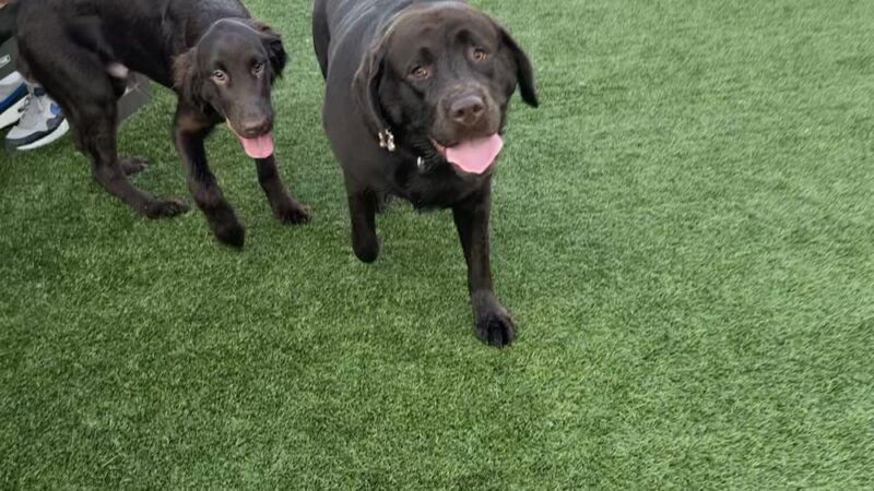 Urban Dog Bar - Nashville, TN