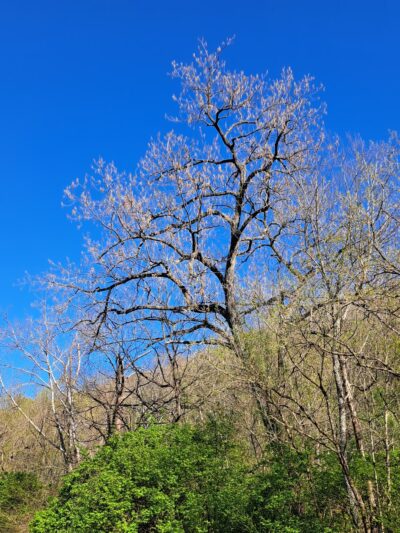 Whites Creek Greenway Trailhead - Nashville, TN