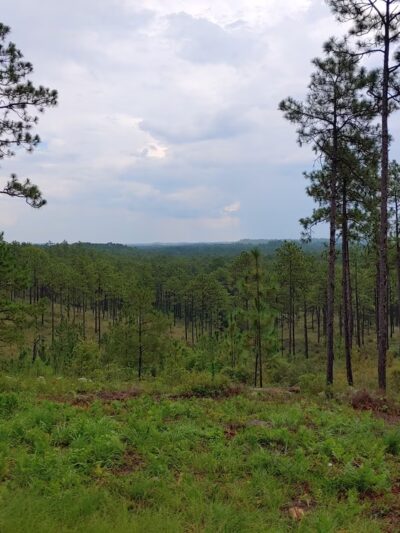 Longleaf Vista Nature Trail - Natchitoches, LA