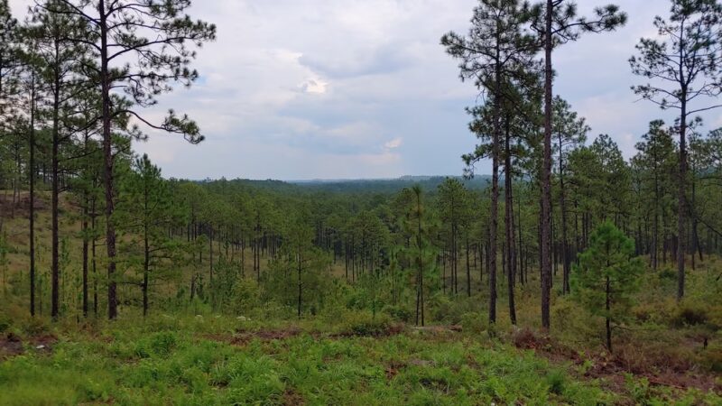 Longleaf Vista Nature Trail - Natchitoches, LA
