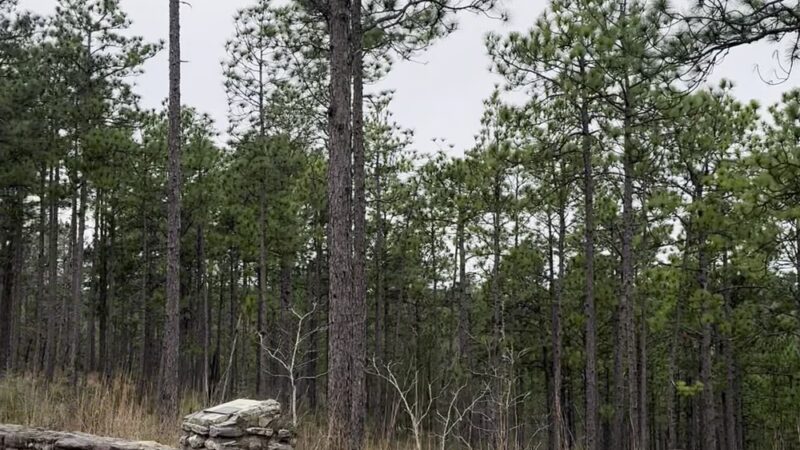 Longleaf Vista Nature Trail - Natchitoches, LA