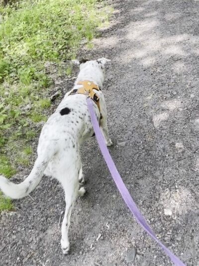 Larkin State Bridle Trail - Naugatuck, CT