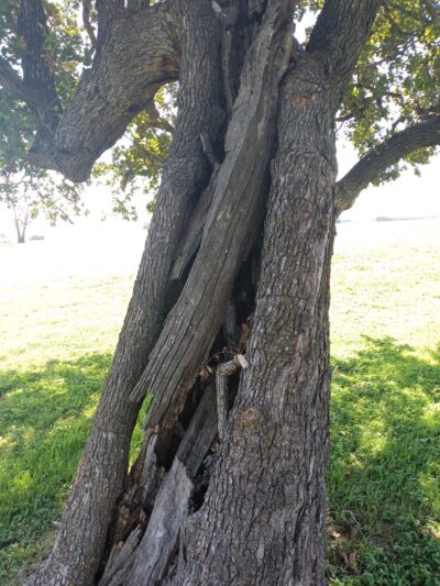 Victoria Park - Navasota, TX