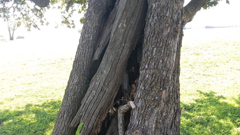 Victoria Park - Navasota, TX
