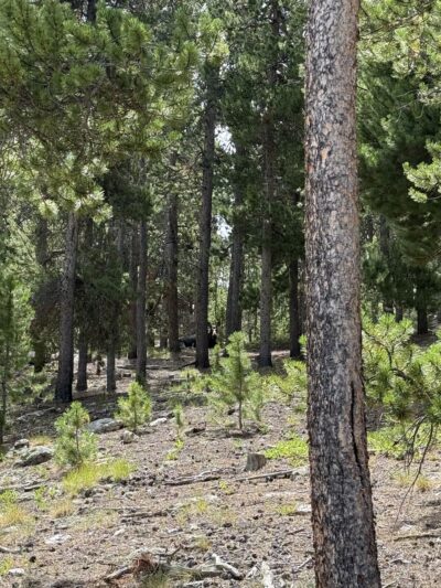 Front Range Trailhead - Nederland, CO