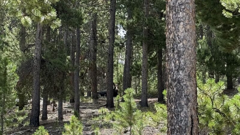 Front Range Trailhead - Nederland, CO