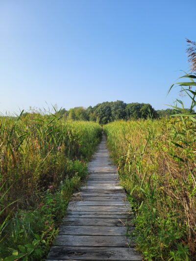 Cutler Park Reservation - Needham, MA