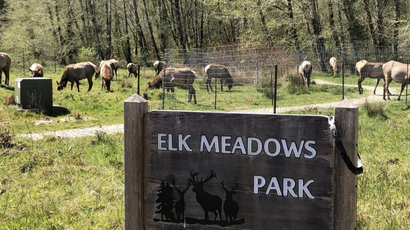 Elk Meadows Park - Nehalem, OR