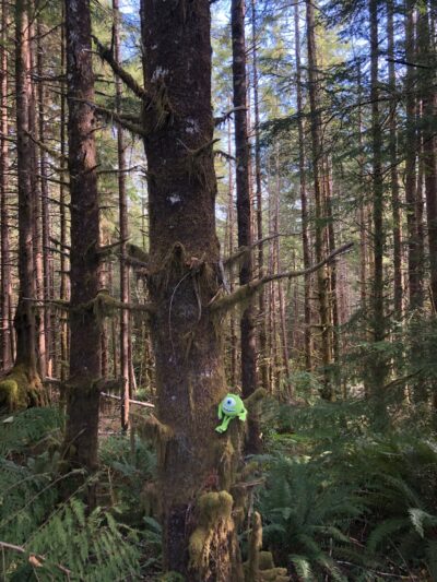 North Fork Nehalem County Park - Nehalem, OR