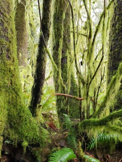 North Fork Nehalem County Park - Nehalem, OR