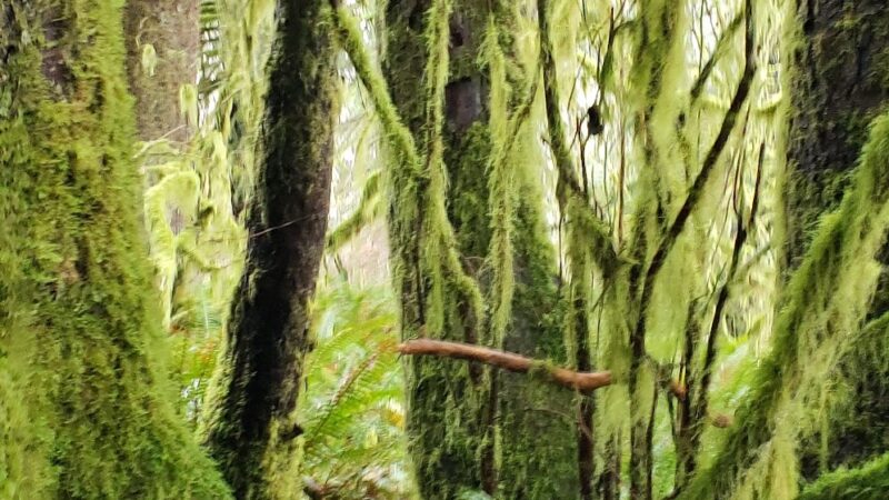 North Fork Nehalem County Park - Nehalem, OR