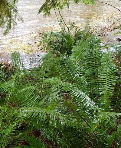 North Fork Nehalem County Park - Nehalem, OR