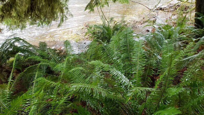 North Fork Nehalem County Park - Nehalem, OR