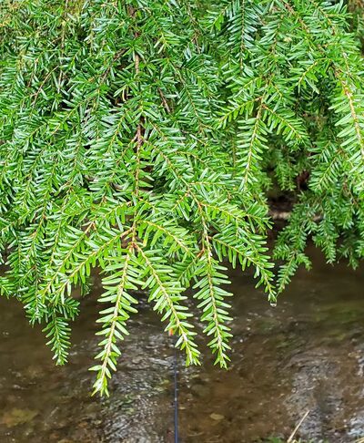 North Fork Nehalem County Park - Nehalem, OR