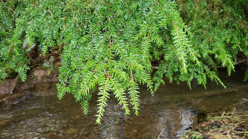 North Fork Nehalem County Park - Nehalem, OR