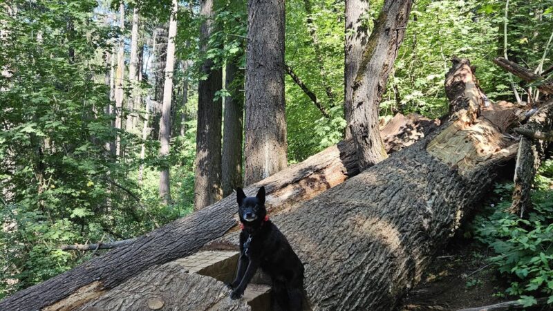 Cascade Canal Trailhead - Bear Yuba Land Trust - Nevada City, CA