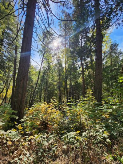 Deer creek tribute trailhead - Nevada City, CA