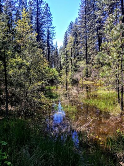 Hirschman's Pond trailhead - Nevada City, CA