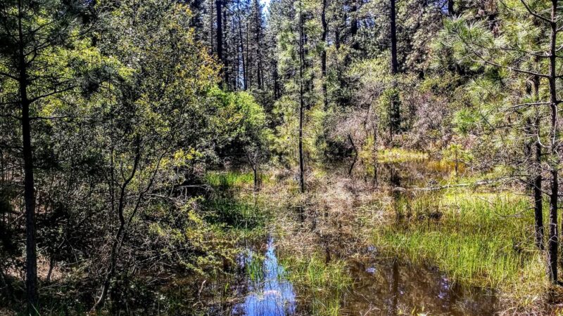Hirschman's Pond trailhead - Nevada City, CA