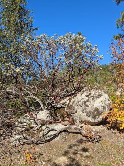 Hirschman's Pond trailhead - Nevada City, CA