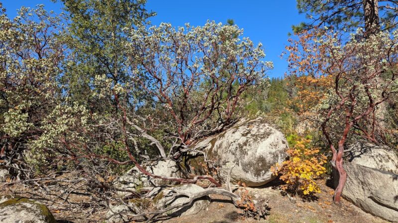 Hirschman's Pond trailhead - Nevada City, CA
