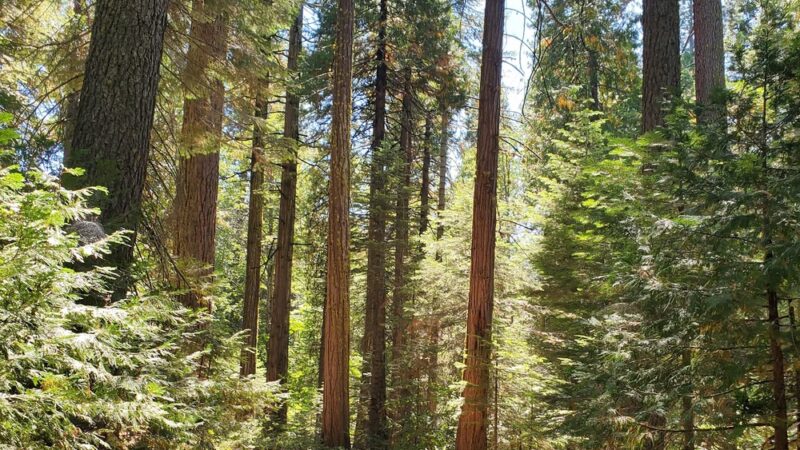 Sierra Discovery Trail - Nevada City, CA
