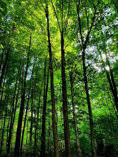 Stigler Nature Preserve - New Berlin, WI