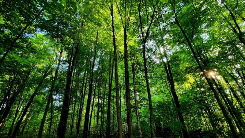 Stigler Nature Preserve - New Berlin, WI