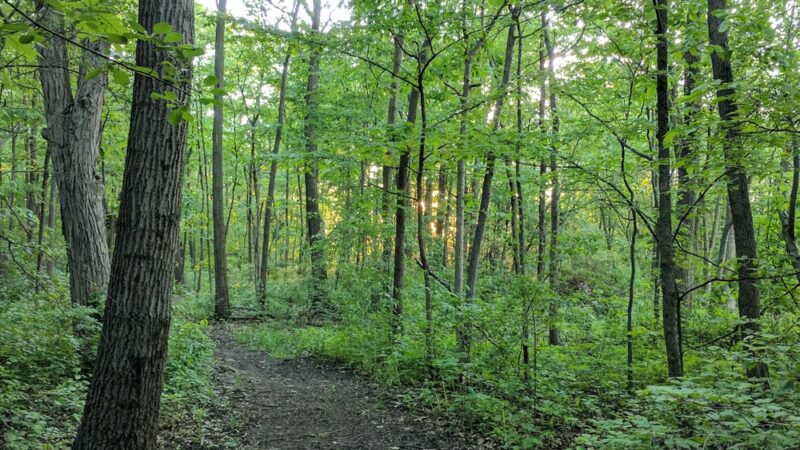 Trail To High Grove Park - New Berlin, WI