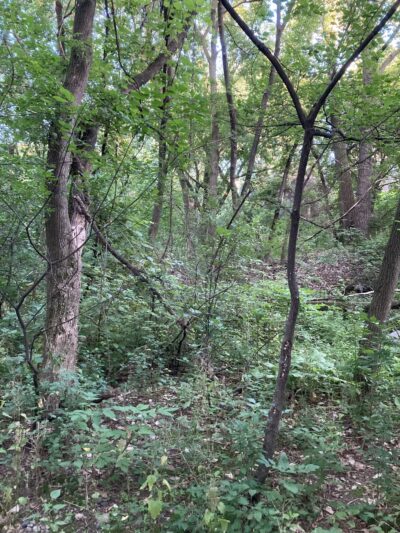 Driftwood Park - New Brighton, MN