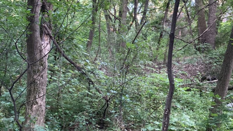 Driftwood Park - New Brighton, MN