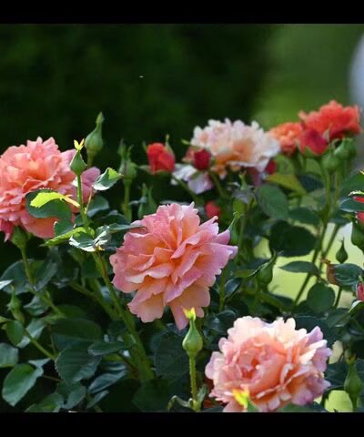 Walnut Hill Park Rose Garden - New Britain, CT