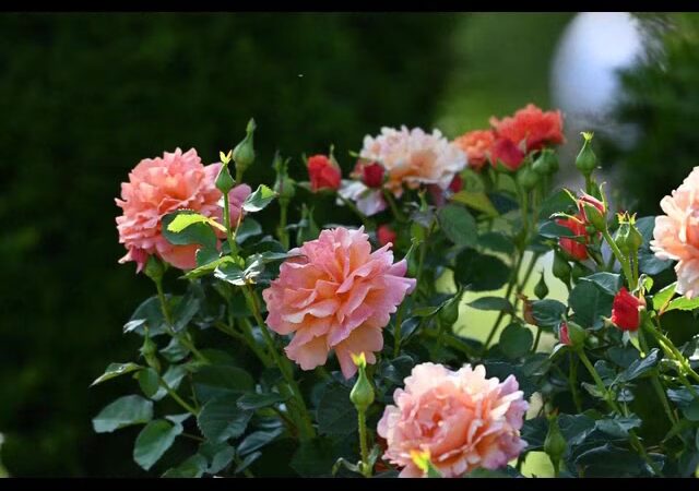 Walnut Hill Park Rose Garden - New Britain, CT