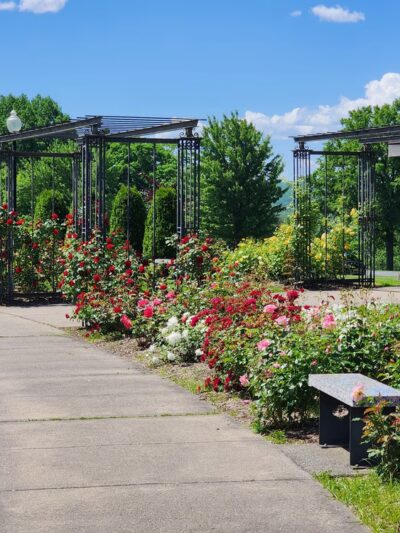 Walnut Hill Park Rose Garden - New Britain, CT