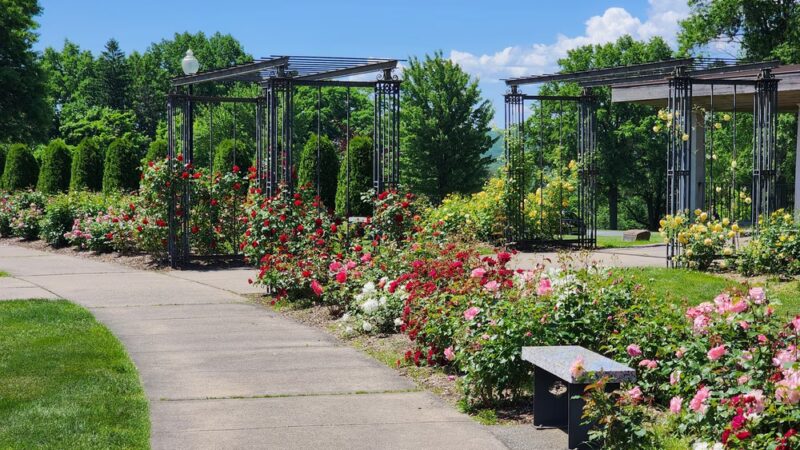 Walnut Hill Park Rose Garden - New Britain, CT