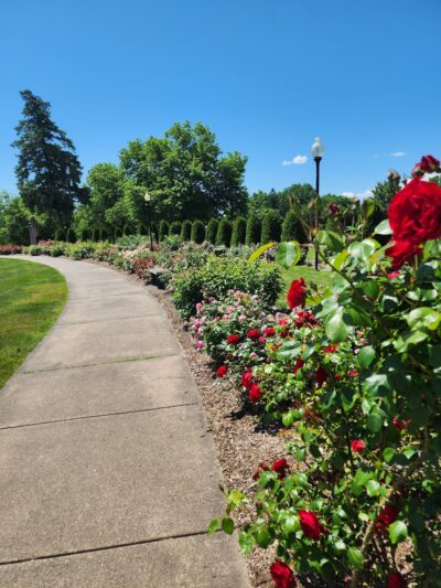 Walnut Hill Park Rose Garden - New Britain, CT